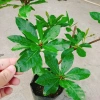 Cây Lộc Vừng size lớn - Cây cảnh trang trí nhà & sân vườn, chỉ 65.000 VNĐ 6