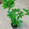 Cây Lộc Vừng size lớn - Cây cảnh trang trí nhà & sân vườn, chỉ 65.000 VNĐ 7