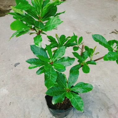 Cây Lộc Vừng size lớn - Cây cảnh trang trí nhà & sân vườn, chỉ 65.000 VNĐ