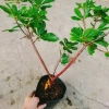 Cây Lộc Vừng size lớn - Cây cảnh trang trí nhà & sân vườn, chỉ 65.000 VNĐ 8