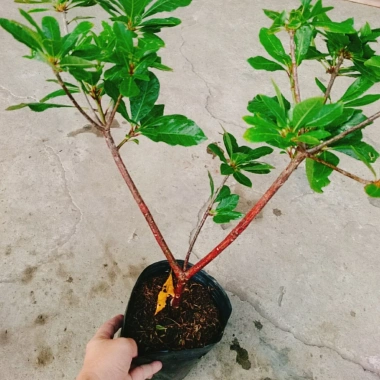 Cây Lộc Vừng size lớn - Cây cảnh trang trí nhà & sân vườn, chỉ 65.000 VNĐ