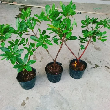 Cây Lộc Vừng size lớn - Cây cảnh trang trí nhà & sân vườn, chỉ 65.000 VNĐ