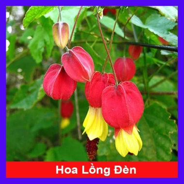 Cây lồng đèn - Cây cảnh sân vườn, đẹp mắt, dễ trồng, giảm giá 65.000₫, giá gốc 82.550₫