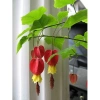 Cây lồng đèn - Cây cảnh sân vườn, đẹp mắt, dễ trồng, giảm giá 65.000₫, giá gốc 82.550₫ 2