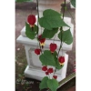 Cây lồng đèn - Cây cảnh sân vườn, đẹp mắt, dễ trồng, giảm giá 65.000₫, giá gốc 82.550₫ 4