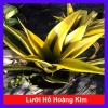 Cây Lưỡi Hổ Hoàng Kim - Cây cảnh để bàn phong cách, giảm giá tới 22% chỉ 80.000₫