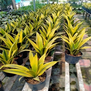 Cây Lưỡi Hổ Hoàng Kim - Cây cảnh để bàn phong cách, giảm giá tới 22% chỉ 80.000₫ 2