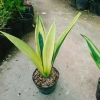 Cây Lưỡi Hổ Hoàng Kim - Cây cảnh để bàn phong cách, giảm giá tới 22% chỉ 80.000₫ 3