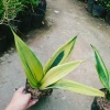Cây Lưỡi Hổ Hoàng Kim - Cây cảnh để bàn phong cách, giảm giá tới 22% chỉ 80.000₫ 4