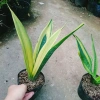 Cây Lưỡi Hổ Hoàng Kim - Cây cảnh để bàn phong cách, giảm giá tới 22% chỉ 80.000₫ 5