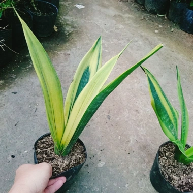 Cây Lưỡi Hổ Hoàng Kim - Cây cảnh để bàn phong cách, giảm giá tới 22% chỉ 80.000₫ 5