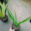 Cây Lưỡi Hổ Hoàng Kim - Cây cảnh để bàn phong cách, giảm giá tới 22% chỉ 80.000₫ 6