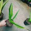 Cây Lưỡi Hổ Hoàng Kim - Cây cảnh để bàn phong cách, giảm giá tới 22% chỉ 80.000₫ 7
