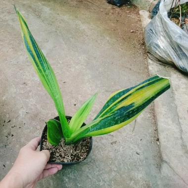 Cây Lưỡi Hổ Hoàng Kim - Cây cảnh để bàn phong cách, giảm giá tới 22% chỉ 80.000₫ 8