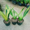 Cây Lưỡi Hổ Hoàng Kim - Cây cảnh để bàn phong cách, giảm giá tới 22% chỉ 80.000₫ 9