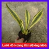 Cây Lưỡi Hổ Hoàng Kim Giống Mới - Cây Cảnh Để Bàn Lọc Không Khí Phong Thủy May Mắn, 65.000₫