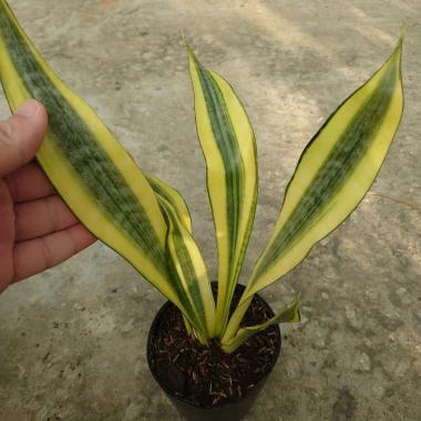 Cây Lưỡi Hổ Hoàng Kim Giống Mới - Cây Cảnh Để Bàn Lọc Không Khí Phong Thủy May Mắn, 65.000₫ 2