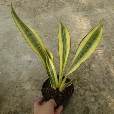 Cây Lưỡi Hổ Hoàng Kim Giống Mới - Cây Cảnh Để Bàn Lọc Không Khí Phong Thủy May Mắn, 65.000₫ 4