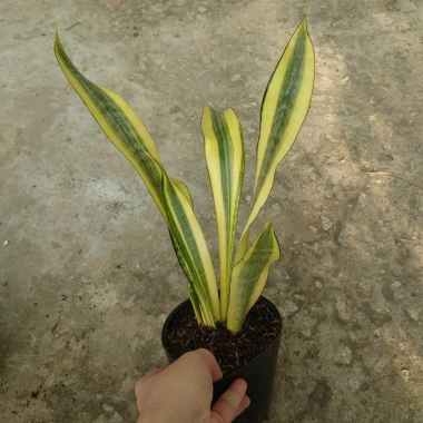 Cây Lưỡi Hổ Hoàng Kim Giống Mới - Cây Cảnh Để Bàn Lọc Không Khí Phong Thủy May Mắn, 65.000₫ 5