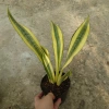 Cây Lưỡi Hổ Hoàng Kim Giống Mới - Cây Cảnh Để Bàn Lọc Không Khí Phong Thủy May Mắn, 65.000₫ 6