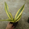 Cây Lưỡi Hổ Hoàng Kim Giống Mới - Cây Cảnh Để Bàn Lọc Không Khí Phong Thủy May Mắn, 65.000₫ 7