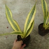Cây Lưỡi Hổ Hoàng Kim Giống Mới - Cây Cảnh Để Bàn Lọc Không Khí Phong Thủy May Mắn, 65.000₫ 8