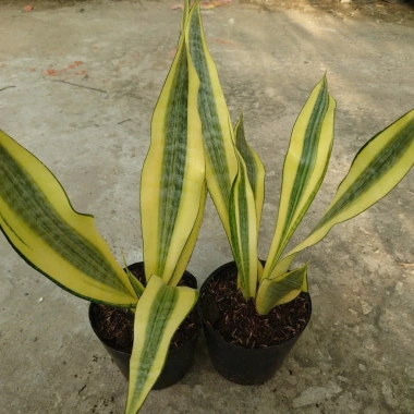 Cây Lưỡi Hổ Hoàng Kim Giống Mới - Cây Cảnh Để Bàn Lọc Không Khí Phong Thủy May Mắn, 65.000₫ 9