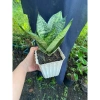 Cây Lưỡi Hổ Lùn – Lưỡi Mèo Nhỏ Để Bàn, Trang Trí & Quà Tặng, Giá 32.000 VND 2