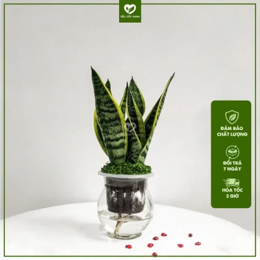 Cây Lưỡi Hổ Thuỷ Sinh trong Chậu Nhựa - Dễ Trồng, Chăm Sóc, Giá chỉ 150.000