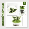 Cây Lưỡi Hổ Thuỷ Sinh trong Chậu Nhựa - Dễ Trồng, Chăm Sóc, Giá chỉ 150.000 3