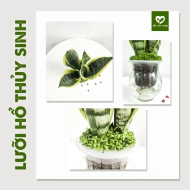 Cây Lưỡi Hổ Thuỷ Sinh trong Chậu Nhựa - Dễ Trồng, Chăm Sóc, Giá chỉ 150.000 3 Cây Lưỡi Hổ Thuỷ Sinh trong Chậu Nhựa - Dễ Trồng, Chăm Sóc, Giá chỉ 150.000 3