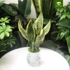 Cây Lưỡi Hổ Thuỷ Sinh trong Chậu Nhựa - Dễ Trồng, Chăm Sóc, Giá chỉ 150.000 4