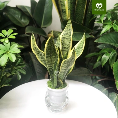 Cây Lưỡi Hổ Thuỷ Sinh trong Chậu Nhựa - Dễ Trồng, Chăm Sóc, Giá chỉ 150.000