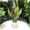 Cây Lưỡi Hổ Thuỷ Sinh trong Chậu Nhựa - Dễ Trồng, Chăm Sóc, Giá chỉ 150.000 5