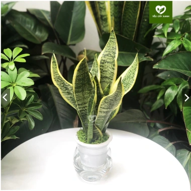 Cây Lưỡi Hổ Thuỷ Sinh trong Chậu Nhựa - Dễ Trồng, Chăm Sóc, Giá chỉ 150.000 5 Cây Lưỡi Hổ Thuỷ Sinh trong Chậu Nhựa - Dễ Trồng, Chăm Sóc, Giá chỉ 150.000 5