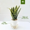 Cây Lưỡi Hổ Thuỷ Sinh trong Chậu Nhựa - Dễ Trồng, Chăm Sóc, Giá chỉ 150.000 6