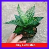 Cây Lưỡi Hổ Xanh - Cây Lưỡi Mèo Giá 25.000đ, giảm từ 30.750đ, làm sạch không khí, dễ chăm sóc, phù hợp nội thất
