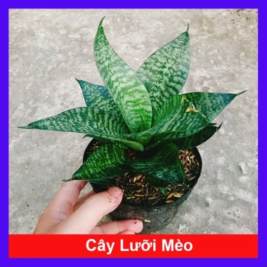 Cây Lưỡi Hổ Xanh - Cây Lưỡi Mèo Giá 25.000đ, giảm từ 30.750đ, làm sạch không khí, dễ chăm sóc, phù hợp nội thất