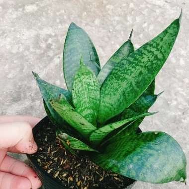 Cây Lưỡi Hổ Xanh - Cây Lưỡi Mèo Giá 25.000đ, giảm từ 30.750đ, làm sạch không khí, dễ chăm sóc, phù hợp nội thất