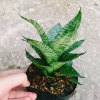 Cây Lưỡi Hổ Xanh - Cây Lưỡi Mèo Giá 25.000đ, giảm từ 30.750đ, làm sạch không khí, dễ chăm sóc, phù hợp nội thất 3