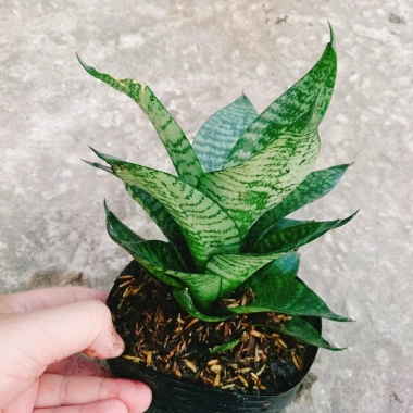 Cây Lưỡi Hổ Xanh - Cây Lưỡi Mèo Giá 25.000đ, giảm từ 30.750đ, làm sạch không khí, dễ chăm sóc, phù hợp nội thất