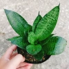 Cây Lưỡi Hổ Xanh - Cây Lưỡi Mèo Giá 25.000đ, giảm từ 30.750đ, làm sạch không khí, dễ chăm sóc, phù hợp nội thất 5