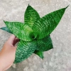 Cây Lưỡi Hổ Xanh - Cây Lưỡi Mèo Giá 25.000đ, giảm từ 30.750đ, làm sạch không khí, dễ chăm sóc, phù hợp nội thất 6