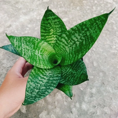 Cây Lưỡi Hổ Xanh - Cây Lưỡi Mèo Giá 25.000đ, giảm từ 30.750đ, làm sạch không khí, dễ chăm sóc, phù hợp nội thất 6 Cây Lưỡi Hổ Xanh - Cây Lưỡi Mèo Giá 25.000đ, giảm từ 30.750đ, làm sạch không khí, dễ chăm sóc, phù hợp nội thất 6