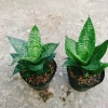 Cây Lưỡi Hổ Xanh - Cây Lưỡi Mèo Giá 25.000đ, giảm từ 30.750đ, làm sạch không khí, dễ chăm sóc, phù hợp nội thất 7