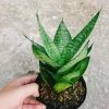 Cây Lưỡi Hổ Xanh - Cây Lưỡi Mèo Giá 25.000đ, giảm từ 30.750đ, làm sạch không khí, dễ chăm sóc, phù hợp nội thất 8