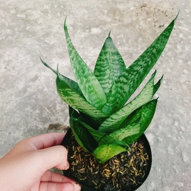 Cây Lưỡi Hổ Xanh - Cây Lưỡi Mèo Giá 25.000đ, giảm từ 30.750đ, làm sạch không khí, dễ chăm sóc, phù hợp nội thất