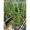 Cây lựu đỏ Ấn Độ chậu size lớn cao 80-120cm đang hoa nụ - Giá chỉ 65.000₫ 2