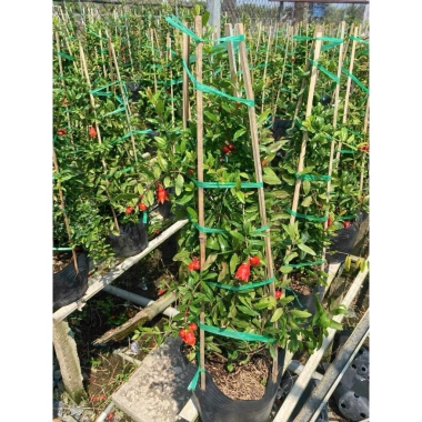 Cây lựu đỏ Ấn Độ chậu size lớn cao 80-120cm đang hoa nụ - Giá chỉ 65.000₫ 2