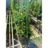 Cây lựu đỏ Ấn Độ chậu size lớn cao 80-120cm đang hoa nụ - Giá chỉ 65.000₫ 3